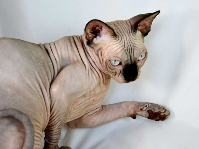 Photo of Archie