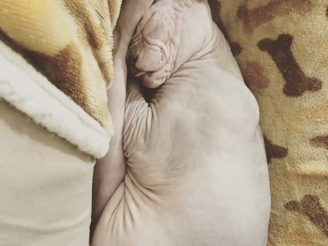Main photo of Rocky