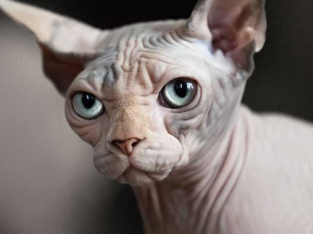 Photo of Percy