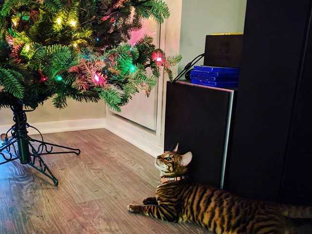 Photo of Beautiful 17 month old cat for sale
