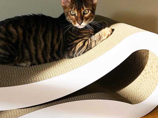 Photo of Playful 6-month-old kitten needs a family