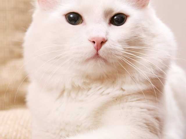 Photo of Playful 4 month old kitten needs a family