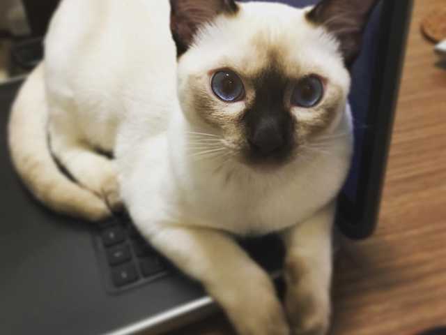 Photo of Sweet 4-month-old kitten, no name yet