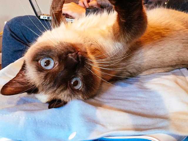 Photo of Ivy