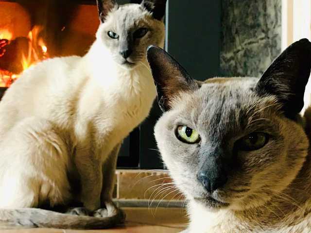 Main photo of Smokey