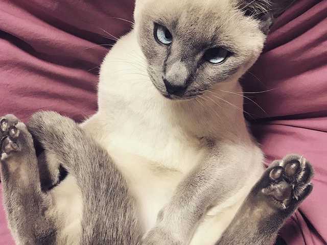 Photo of Wren