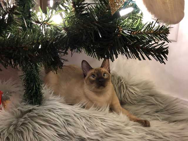 Photo of Basil