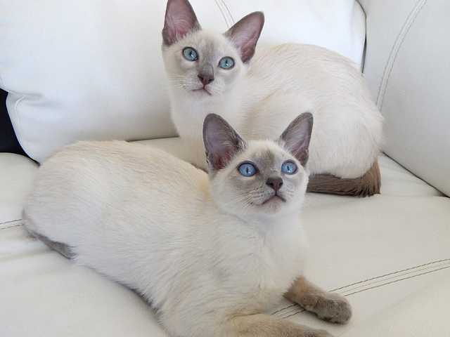 Photo of Bella