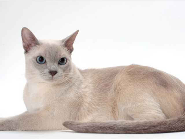 Photo of Clover