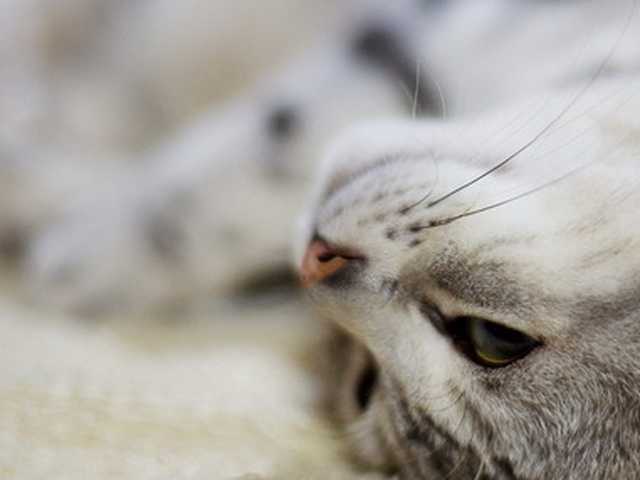 Photo of Domestic Shorthair kitten ready for a loving home