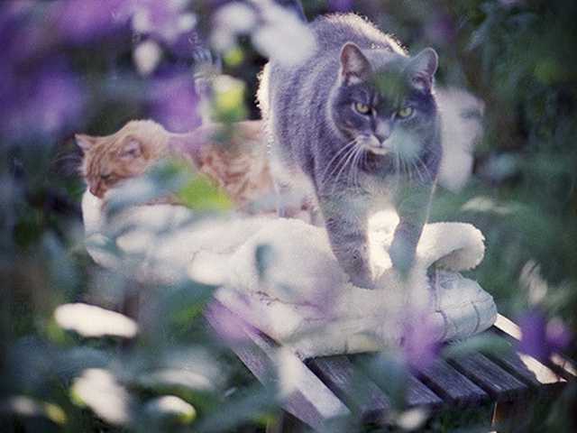 Photo of Marble