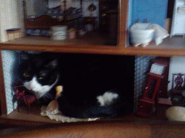 Photo of 6-month-old kitten for sale, great with kids