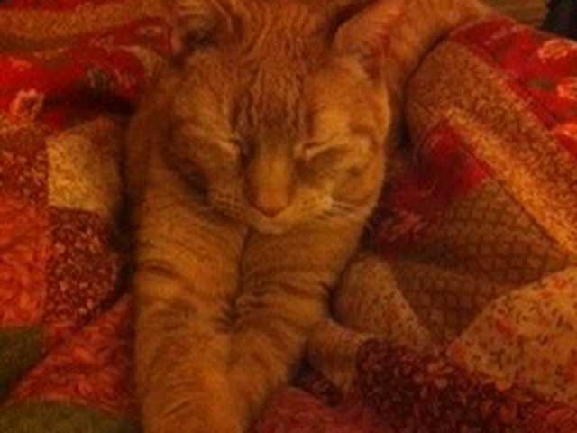 Photo of Domestic Longhair kitten ready for a loving home