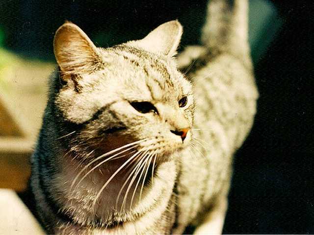 Main photo of Nala