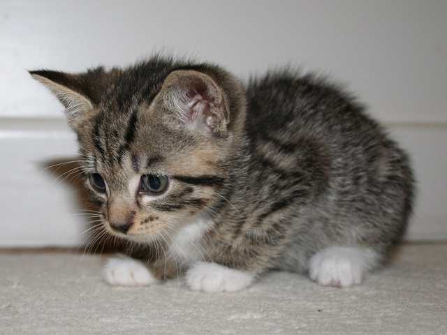 Main photo of Beautiful 7-year-old cat for sale
