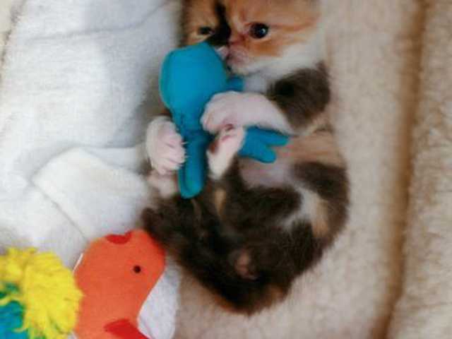 Photo of Adorable Domestic Longhair kitten looking for a home