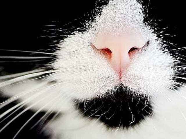 Photo of Percy