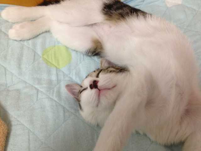 Main photo of Mochi