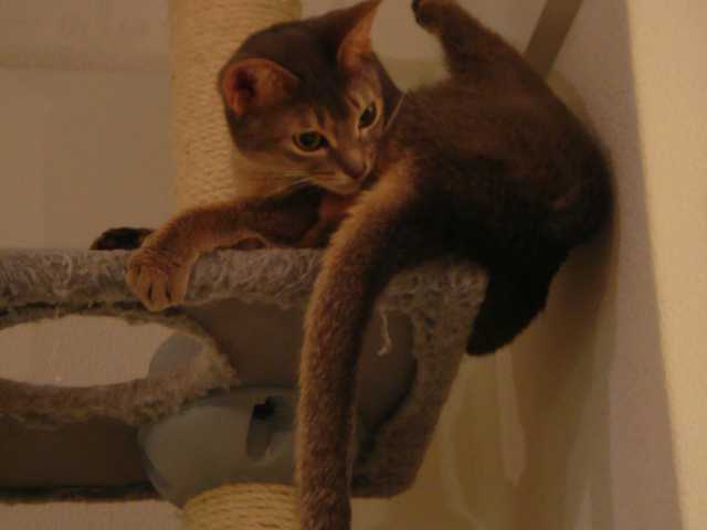 Photo of Sweet 9 month old kitten, no name yet
