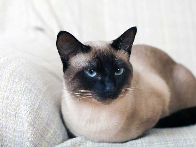 Photo of Beautiful 8-month-old kitten for sale