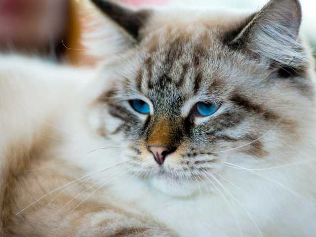 Photo of Leo