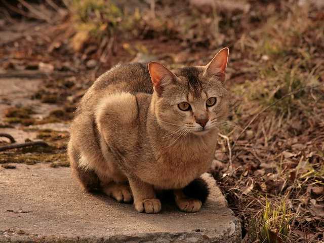 Photo of Sage