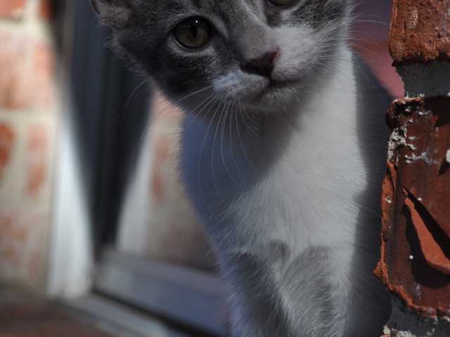 Photo of Cuddly 7-month-old kitten looking for their forever home
