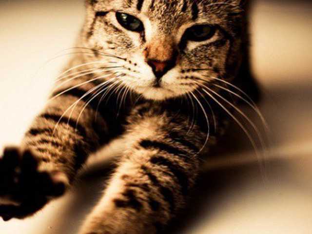Photo of 4-month-old kitten for sale, great with kids