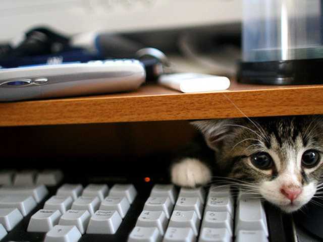 Photo of Adorable Domestic Shorthair kitten looking for a home