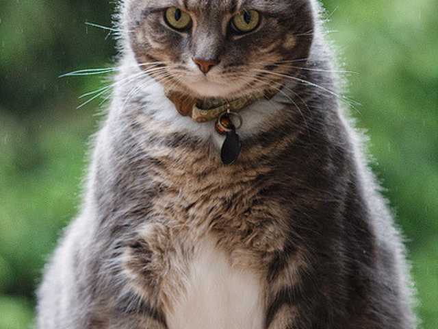 Main photo of Milo