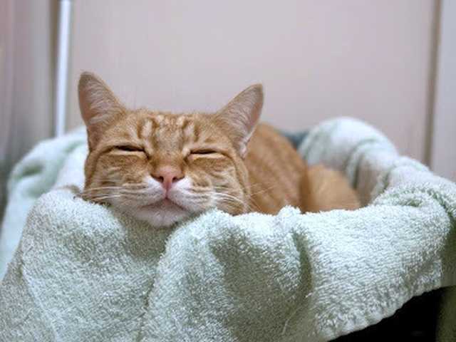 Photo of Beautiful 4-month-old kitten for sale