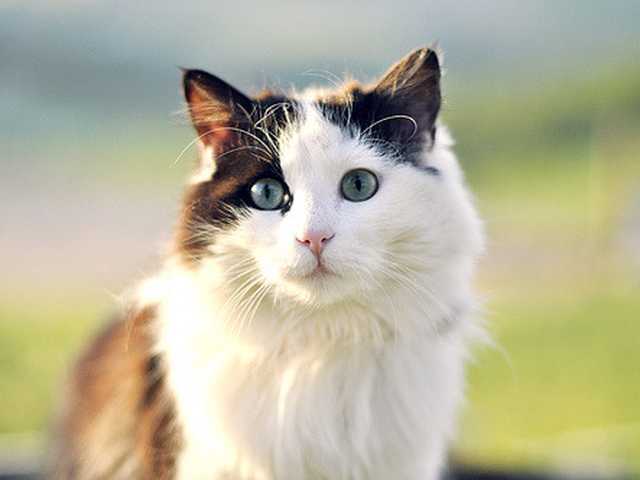 Photo of Gorgeous Domestic Shorthair cat, must see