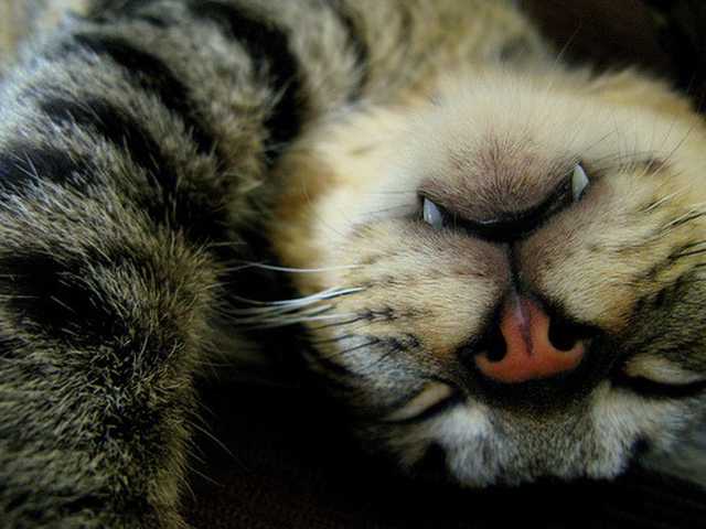Main photo of Pepper